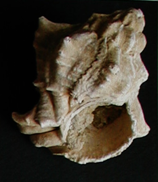 Hexaplex trunculus conglobatus (Michelotti,1841)